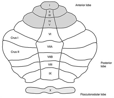 Cerebellar Contributions to Major Depression